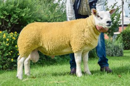 Top Price Ram lam 2016 Knock Yankee 30,000gns 