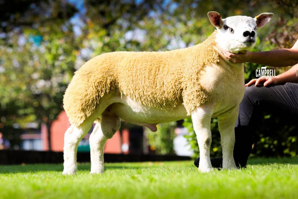 Milnbank Hunter, 30,000gns